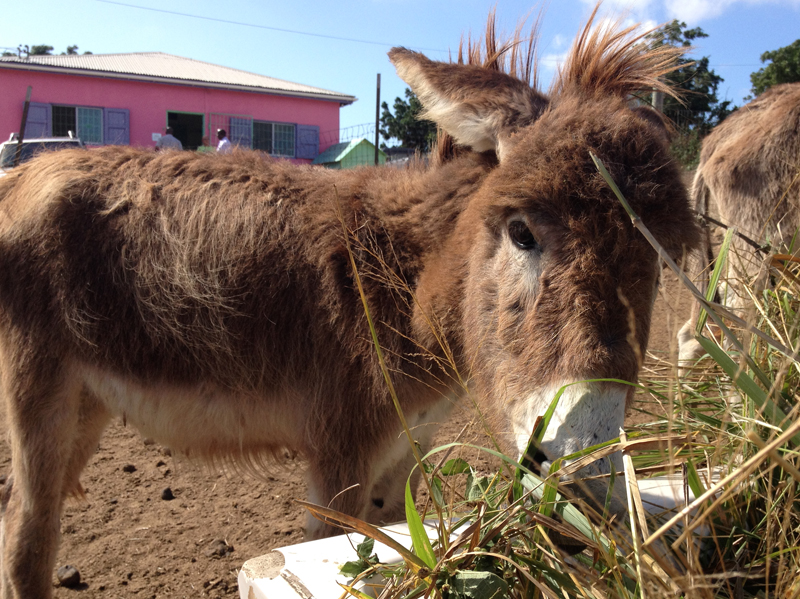 At the donkey sanctuary